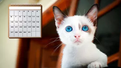 edad humana de un gato