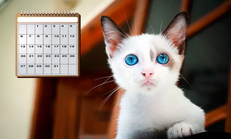 edad humana de un gato