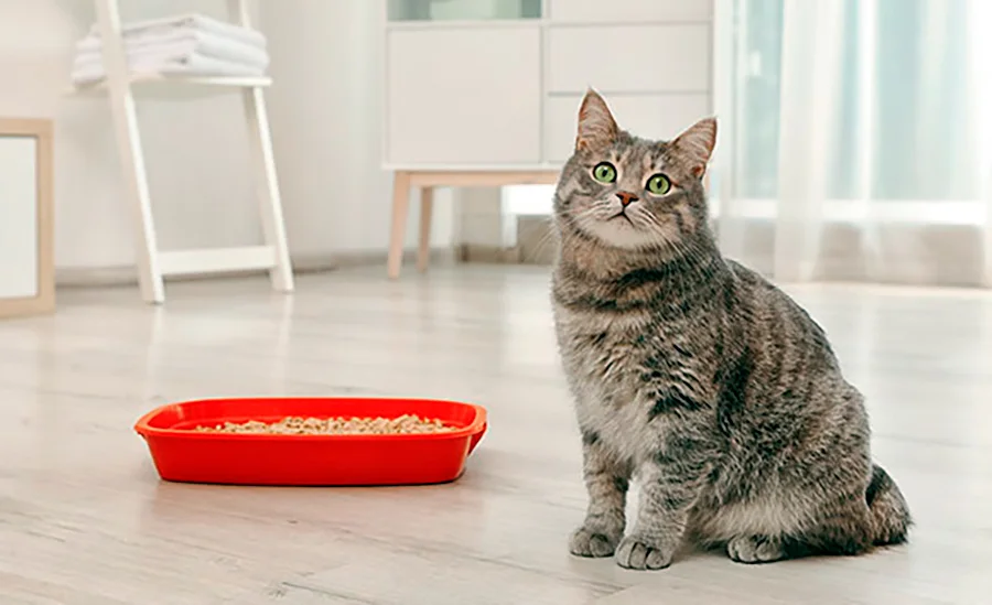 gatito junto al arenero