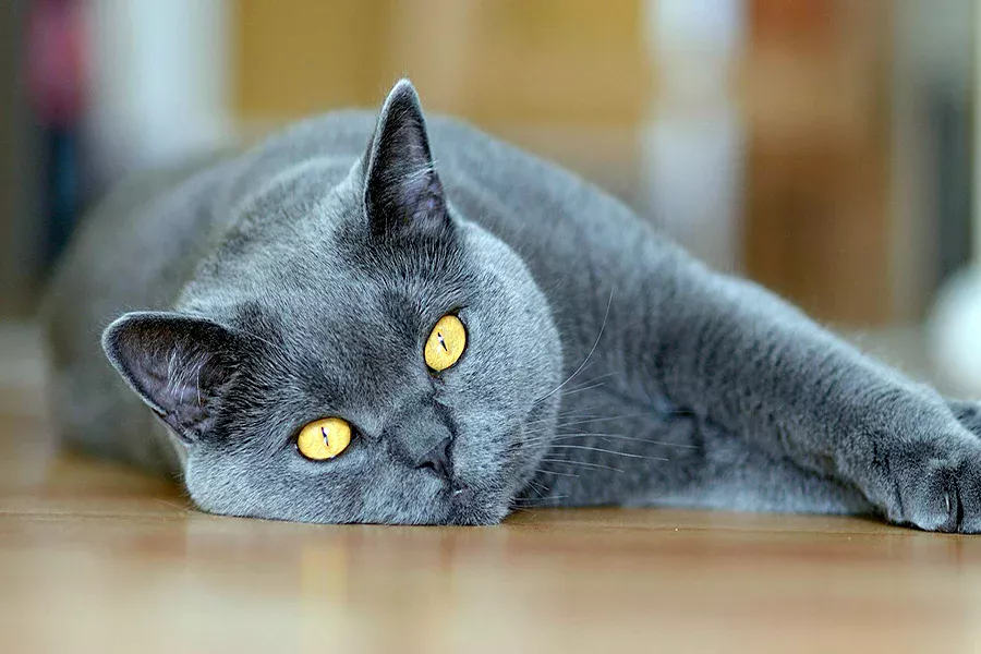 gato Chartreux
