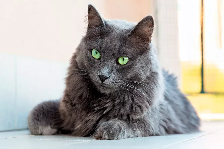 gato Nebelung