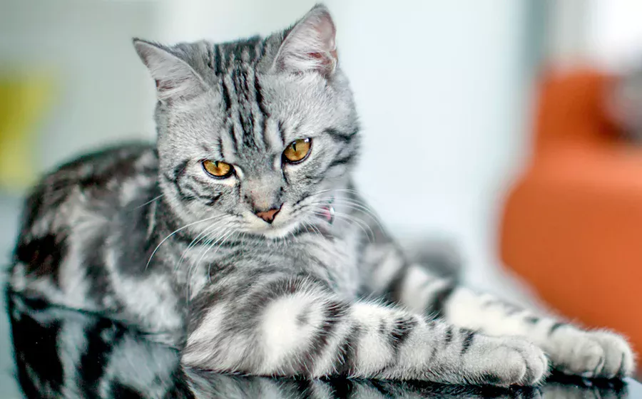 gato american shorthair