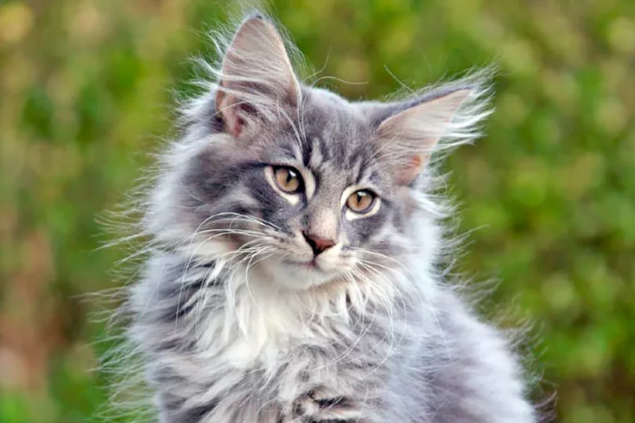 gato bosque de noruega de color gris