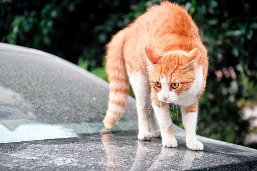 gato con la espalda arqueada quiere atacar gato con la espalda arqueada quiere atacar