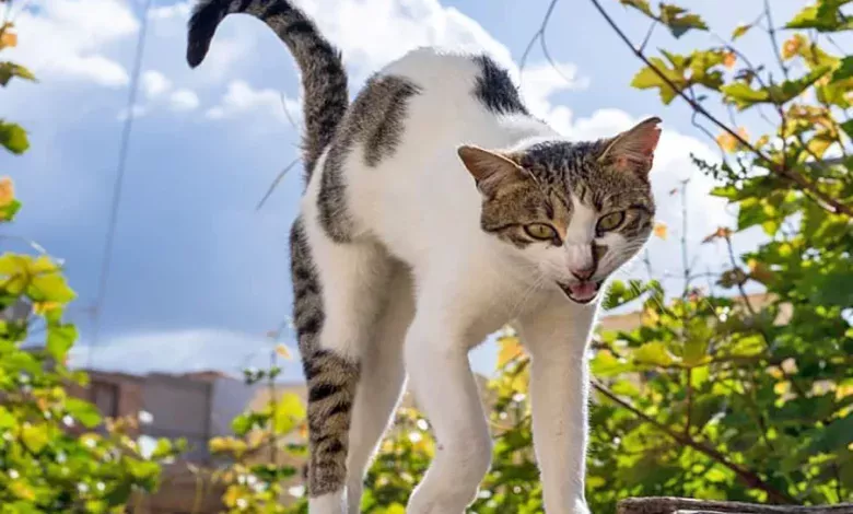 gato con la espalda encorvada