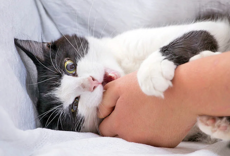 gato mordiendo una mano