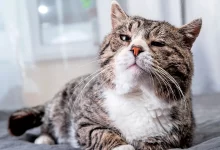 gato que va a morir de viejo