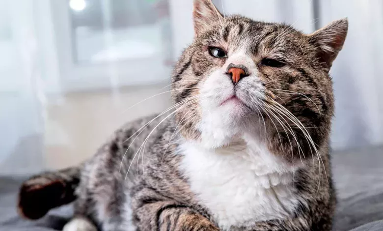 gato que va a morir de viejo