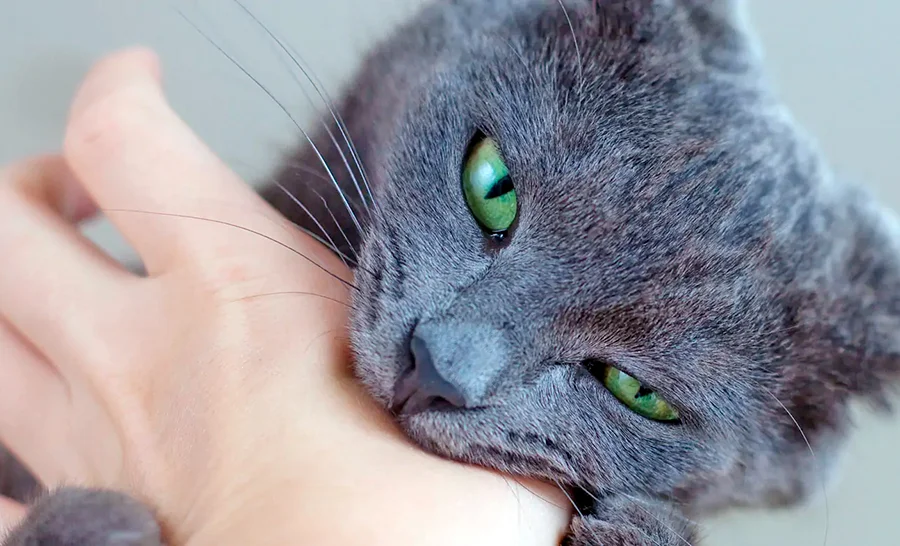 gato se defiende de caricias con un mordisco