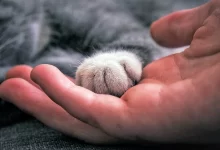 gato se deja tocar las patas