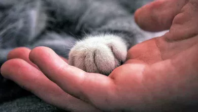 gato se deja tocar las patas