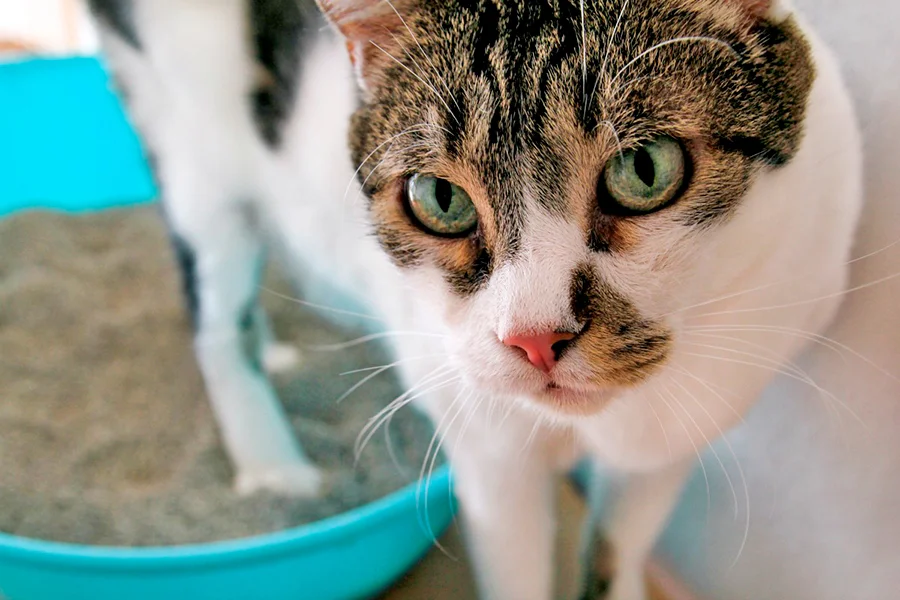 gato usando el arenero