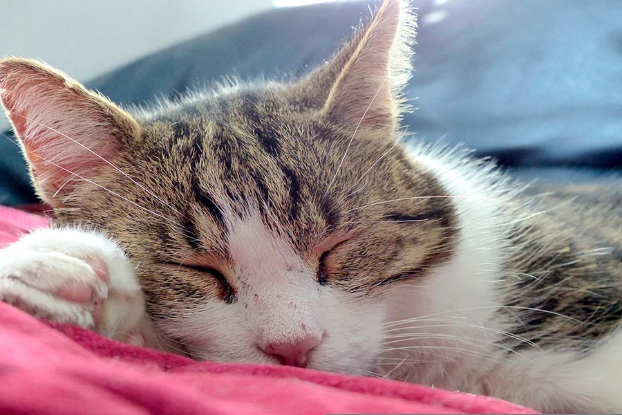 gato viejo durmiendo