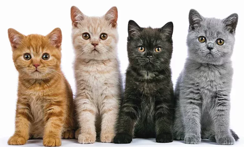 gatos de diferente color