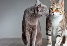 introducir segundo gato en casa