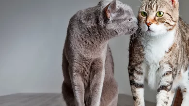 introducir segundo gato en casa