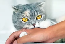 mi gato muerde cuando lo acaricio