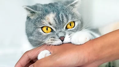 mi gato muerde cuando lo acaricio