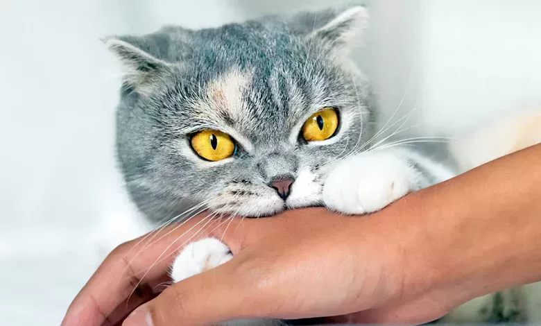 mi gato muerde cuando lo acaricio