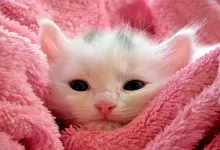 nombres para gatitas