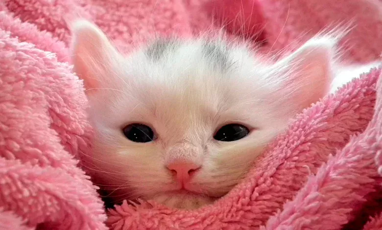 nombres para gatitas