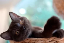 nombres para gato macho