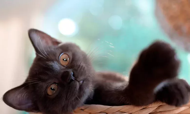 nombres para gato macho