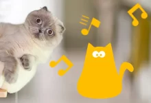 Cancion del senor don gato
