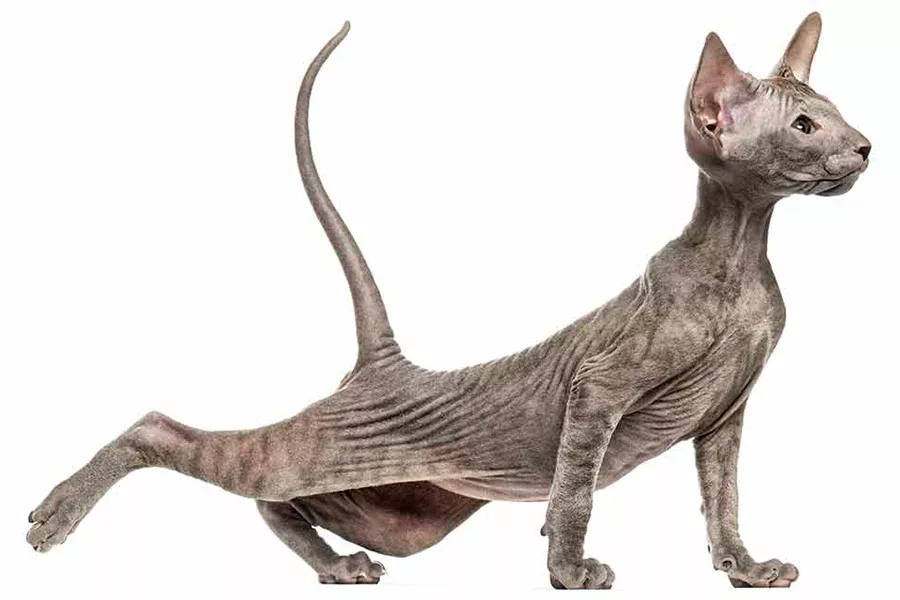 Peterbald gato