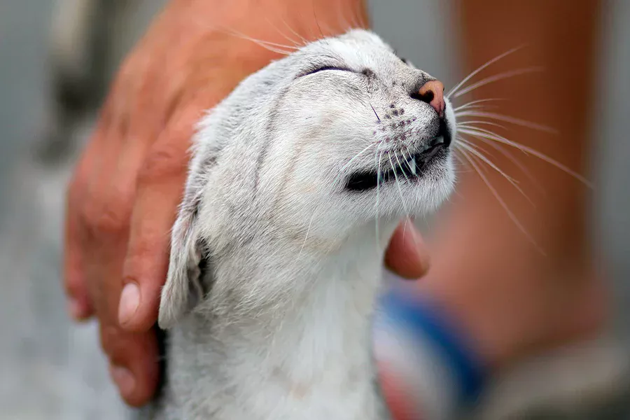 acariciar a un minino