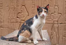 el origen de los gatos historia