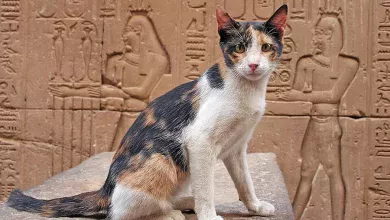 el origen de los gatos historia