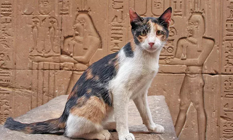 el origen de los gatos historia