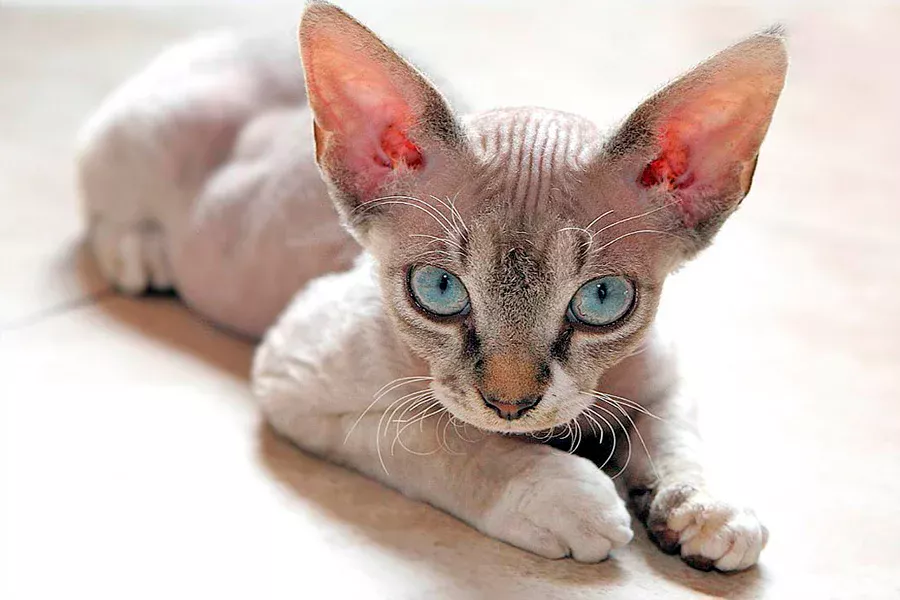gato Devon Rex