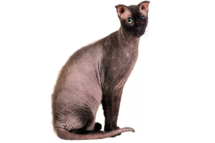 gato Levkoy Ucraniano