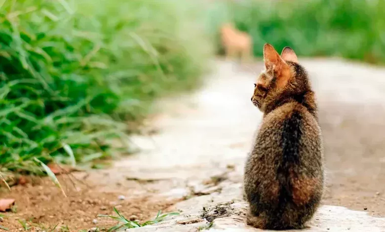 gato abandonado