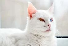 gato angora turco