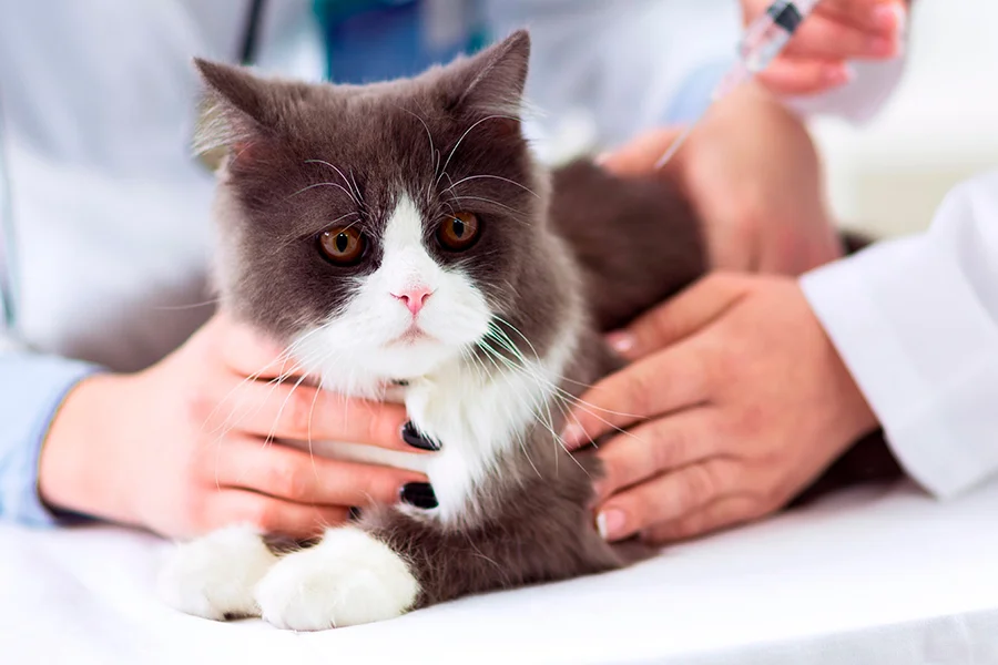 gato con dolor en el veterinario