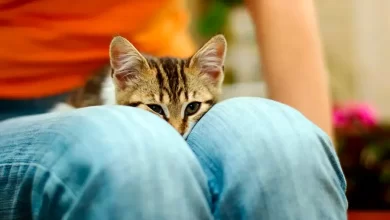 gato con signos de dolor