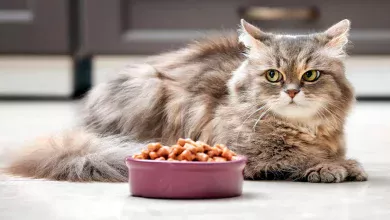 gato esperando que lo acompane a comer