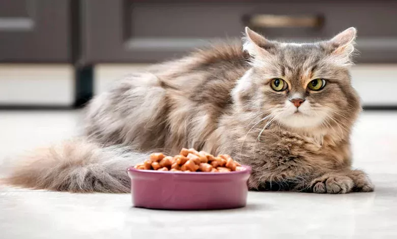 gato esperando que lo acompane a comer