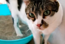 gato no puede orinar