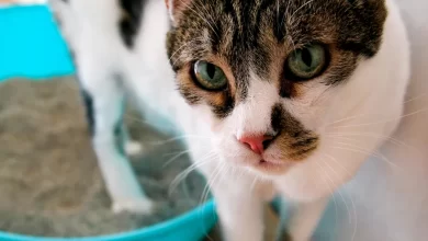 gato no puede orinar