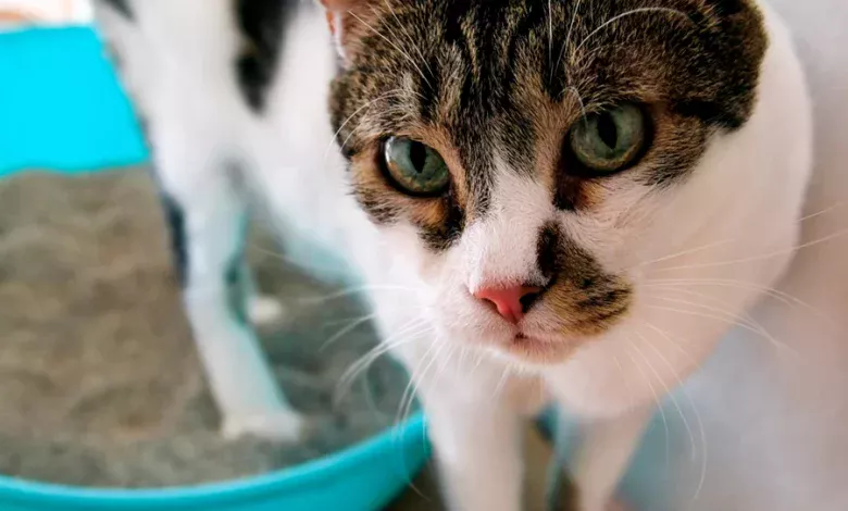 gato no puede orinar