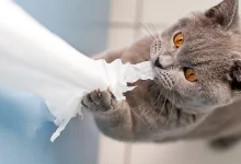 gato rompe papel higienico