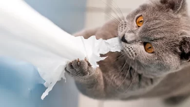 gato rompe papel higienico