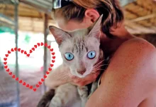 senales de gato que no recibe amor