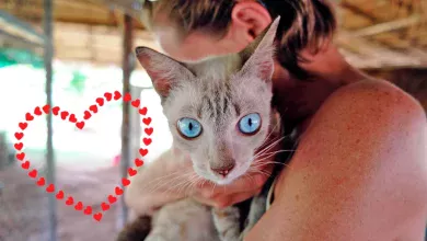 senales de gato que no recibe amor