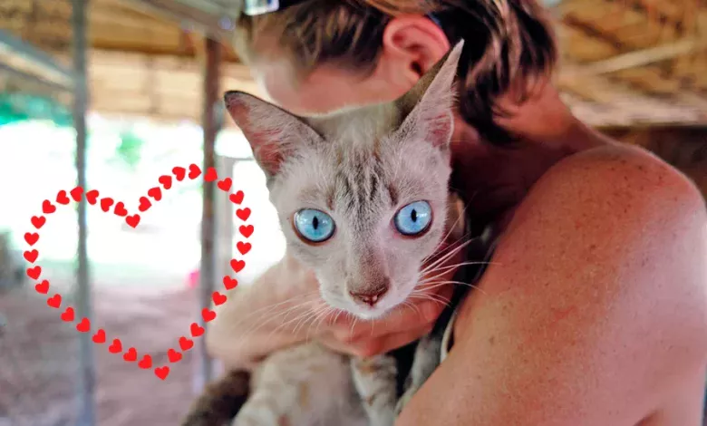 senales de gato que no recibe amor