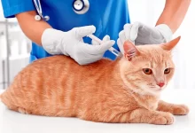 Vacuna para gato